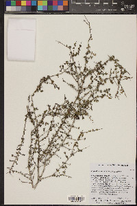 Eugenia nannophylla image