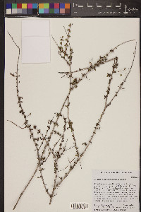 Eugenia nannophylla image