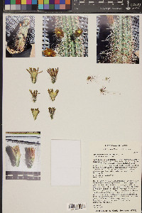 Echinocereus viridiflorus image