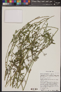 Verbena neomexicana image