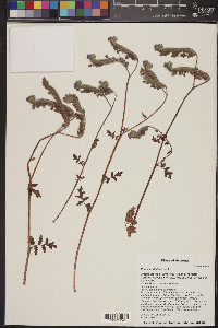 Phacelia distans image