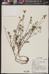 Cryptantha muricata image