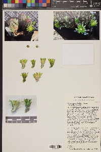 Echinocereus viridiflorus image