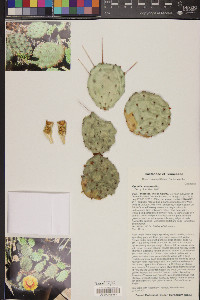 Opuntia cespitosa image