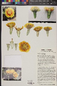 Opuntia cespitosa image