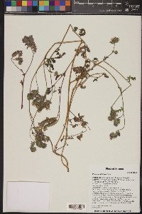 Phacelia distans image