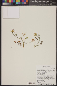 Corydalis aurea image