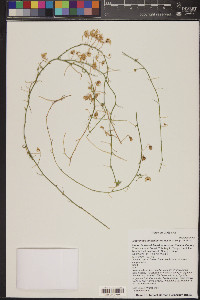 Maurandella antirrhiniflora image