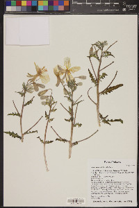 Oenothera albicaulis image