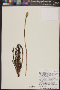 Uropappus lindleyi image