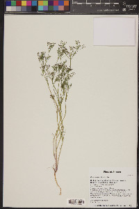 Daucus pusillus image