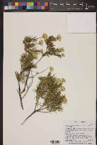 Ericameria linearifolia image