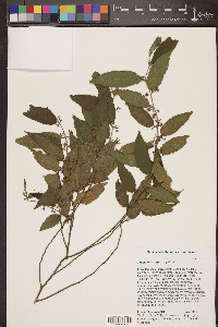 Trema micrantha image