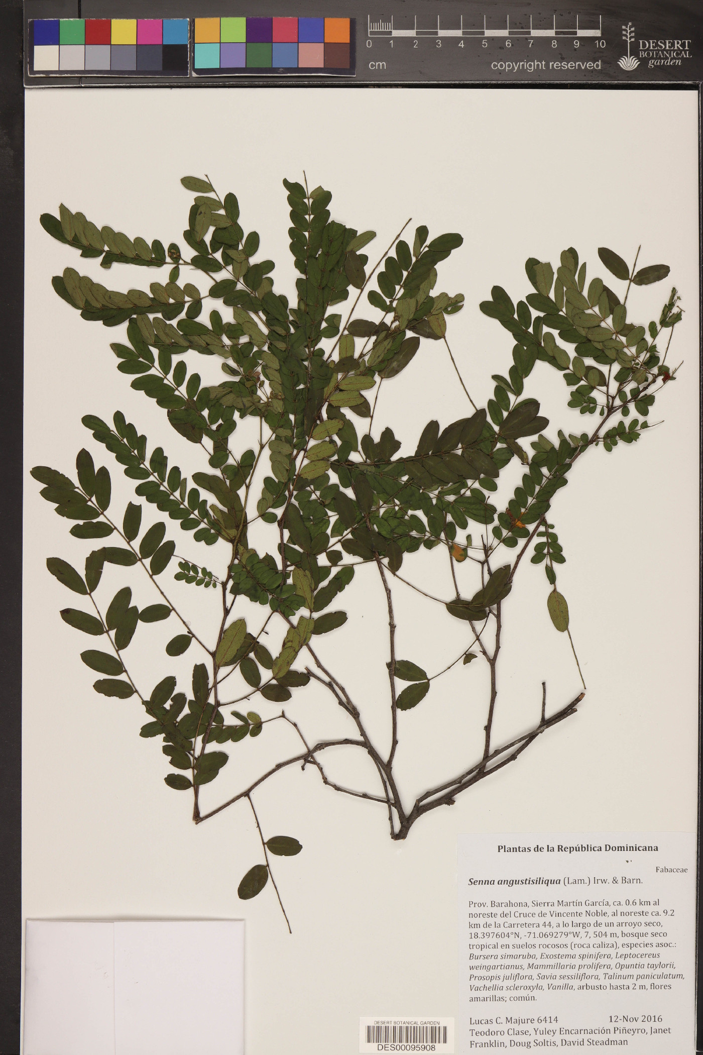 Senna angustisiliqua image