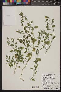 Physalis crassifolia image