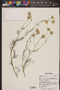 Senecio flaccidus var. monoensis image