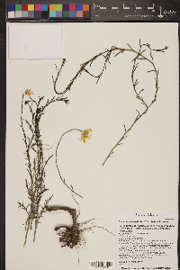 Ericameria linearifolia image