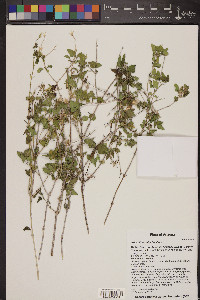 Brickellia coulteri image