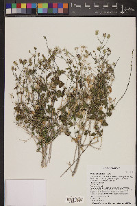 Brickellia coulteri image