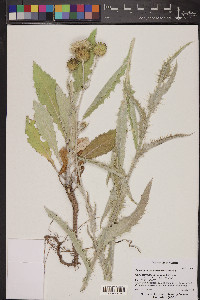 Cirsium mohavense image