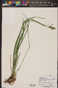 Carex scopulorum image