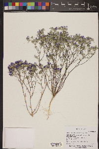 Eriastrum diffusum image