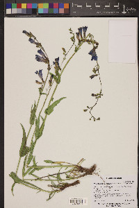 Penstemon leiophyllus image