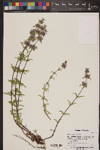 Monarda pectinata image