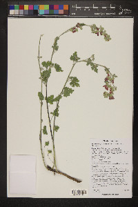 Sphaeralcea grossulariifolia image