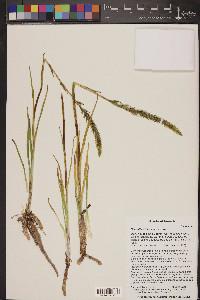 Spiranthes infernalis image