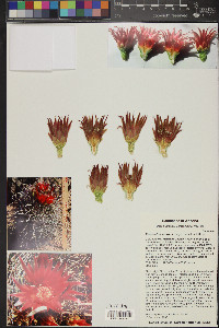 Ferocactus wislizeni image