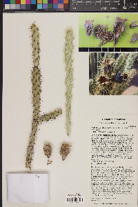 Cylindropuntia acanthocarpa image