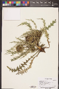 Cirsium scariosum image