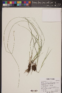 Carex radiata image