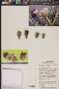 Cylindropuntia acanthocarpa image