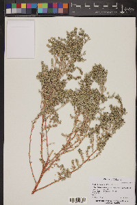 Atriplex elegans image