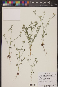 Cryptantha torreyana image