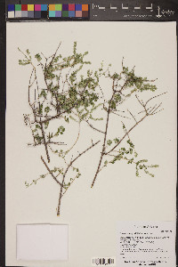 Aloysia wrightii image