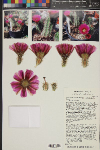 Echinocereus fendleri image