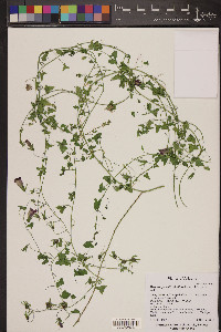 Maurandella antirrhiniflora image