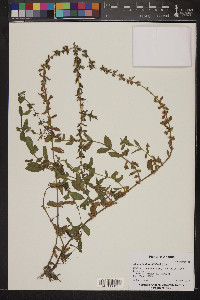 Stemodia durantifolia image