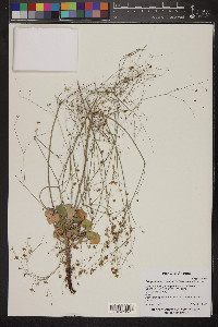 Eriogonum arizonicum image