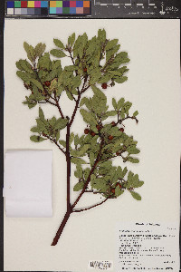 Arctostaphylos pungens image