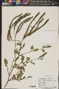 Phacelia crenulata image