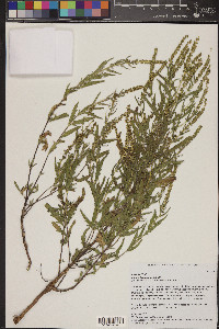 Eriogonum wrightii image