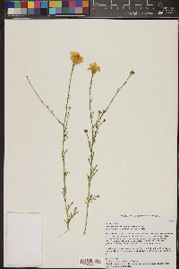 Adenophyllum porophyllum var. cancellatum image