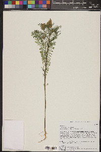 Dalea leporina image