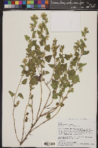 Brickellia rhomboidea image