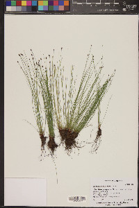 Eleocharis bolanderi image