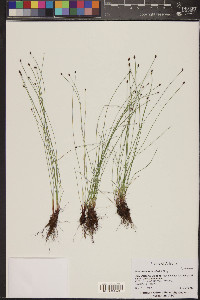 Eleocharis bolanderi image